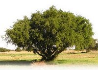 Arganier du Maroc